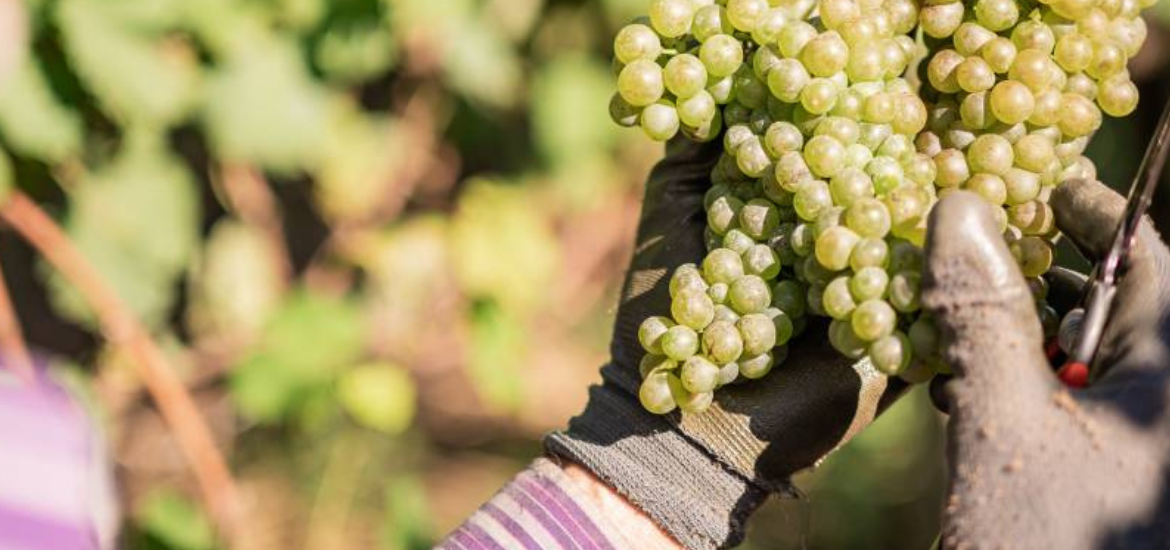 Vinícola Garibaldi celebra crescimento e qualidade superior em 2026