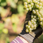 Vinícola Garibaldi celebra crescimento e qualidade superior em 2026