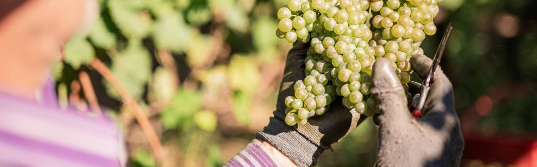 Vinícola Garibaldi celebra crescimento e qualidade superior em 2026